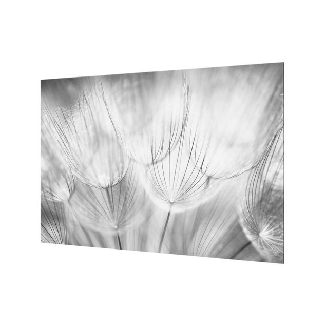 Spritzschutz Glas - Pusteblumen Makroaufnahme in schwarz weiß - Querformat - 3:2