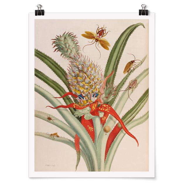 Retro Poster  Anna Maria Sibylla Merian - Ananas mit Insekten