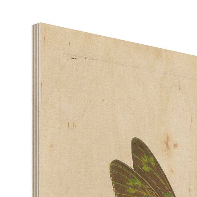 Holzbild - Vintage Illustration Exotische Schmetterlinge - Hochformat 4:3