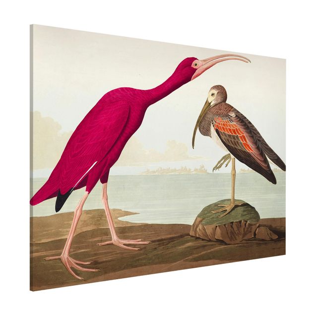 Wandbilder Tiere Vintage Lehrtafel Roter Ibis