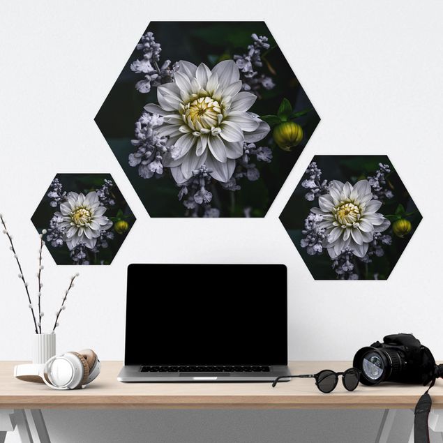 Hexagon Bild Forex - Weiße Dahlie
