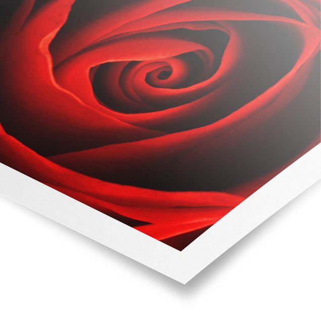 Poster - Liebliche Rose - Quadrat 1:1