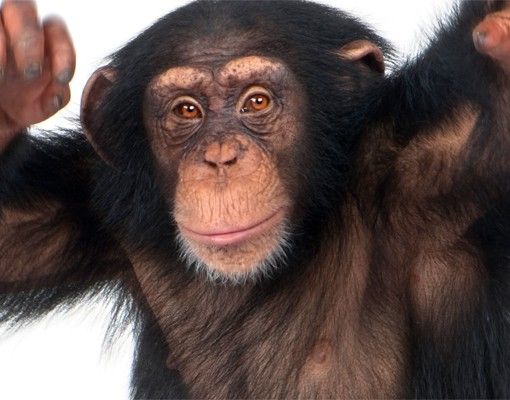 Briefkasten mit Zeitungsfach - Vergnügter Affe - Briefkasten mit Tiermotiv