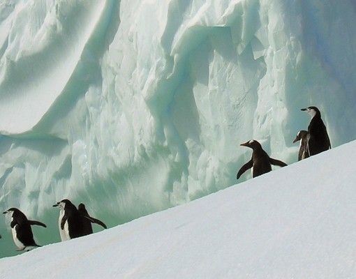 Briefkasten mit Zeitungsfach - Arctic Penguins - Hausbriefkasten