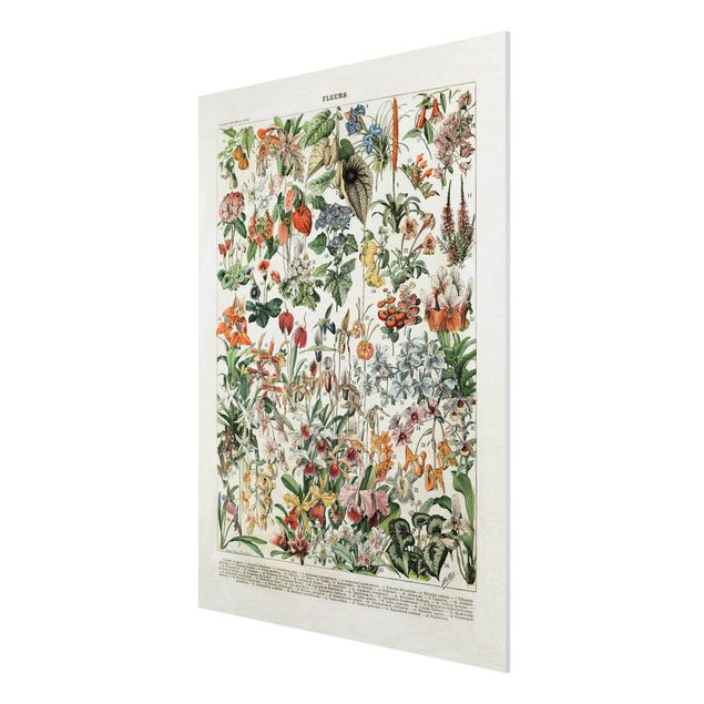 Forex Fine Art Print - Vintage Lehrtafel Blumen III - Hochformat 4:3