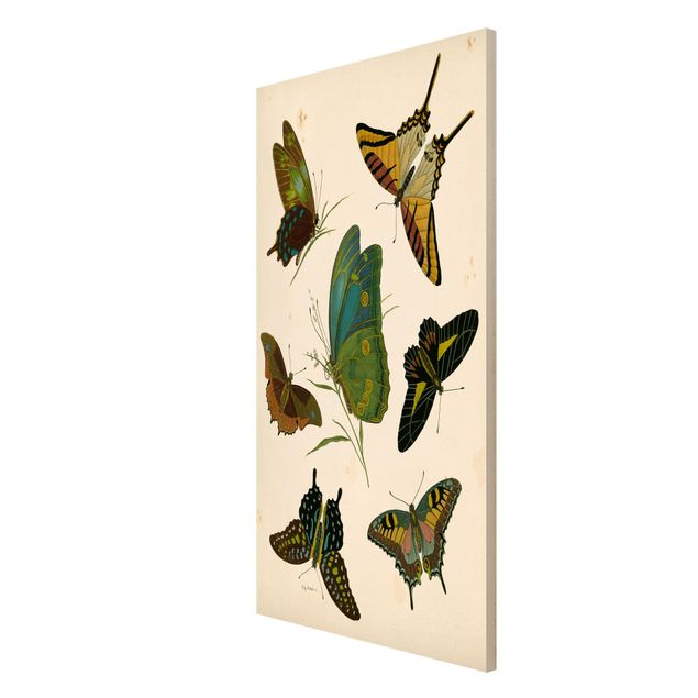 Magnettafel Tiere Vintage Illustration Exotische Schmetterlinge