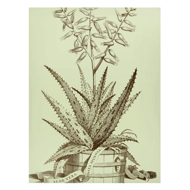Magnettafel Blumen Vintage Aloe Vera Costa Spinosa