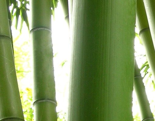 Wandbriefkasten - Bamboo Trees No.2 - Briefkasten Grün