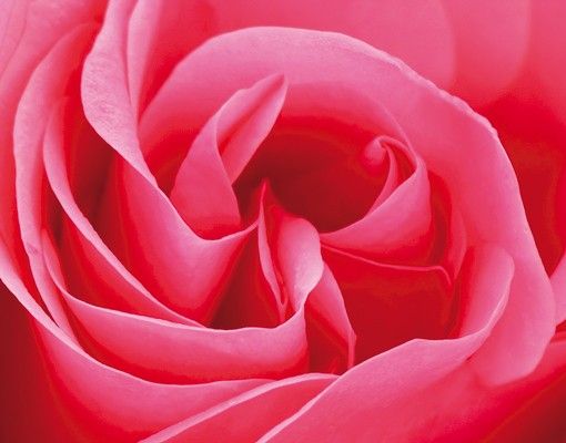 Briefkasten mit Zeitungsfach - Lustful Pink Rose - Blumen Rosa, Pink
