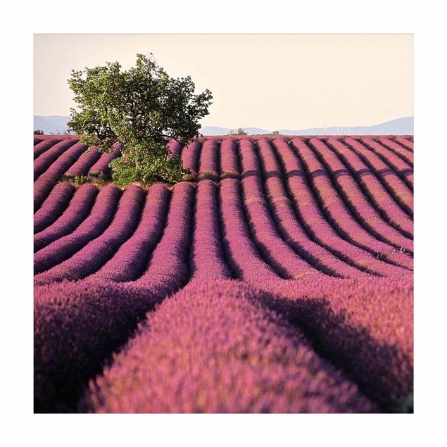 Violett Teppich Lavender