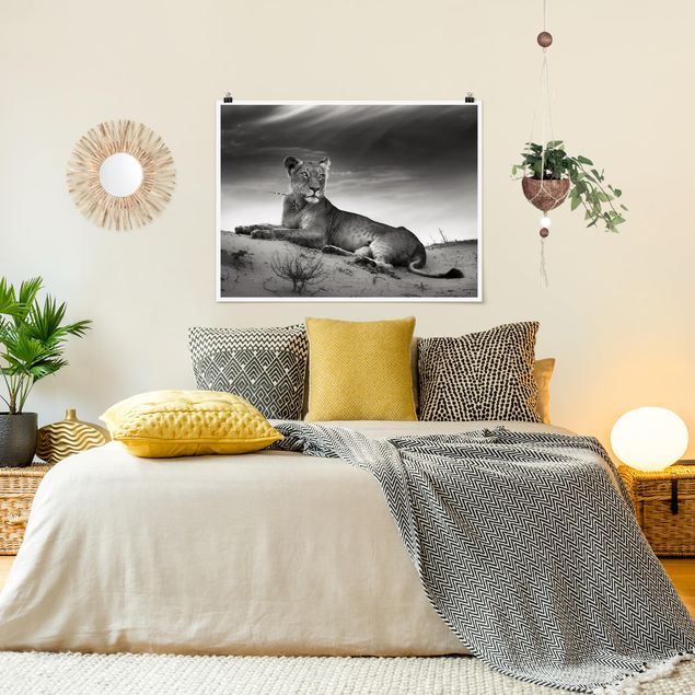 Wandposter Schwarz-Weiß Resting Lion