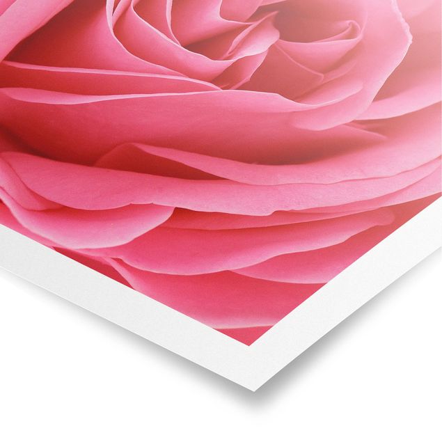 Poster - Lustful Pink Rose - Querformat 2:3