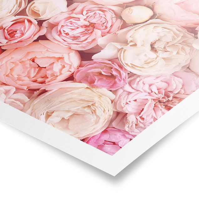 Poster - Rosen Rosé Koralle Shabby - Quadrat 1:1