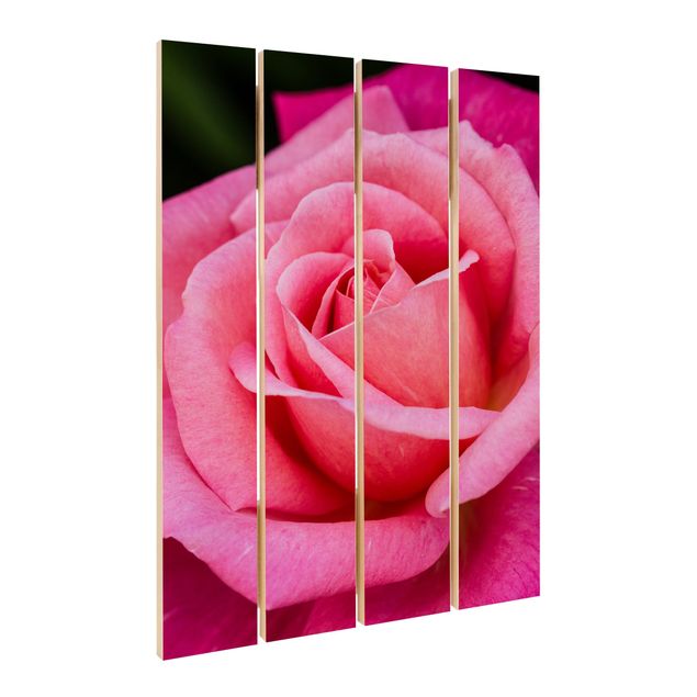 Holzbild - Pinke Rosenblüte vor Grün - Hochformat 3:2