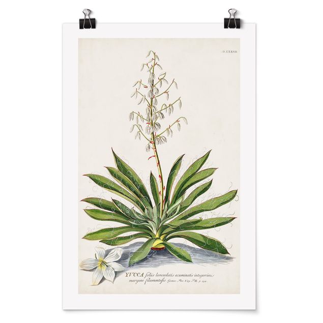 Vintage Poster Vintage Botanik Illustration Yucca