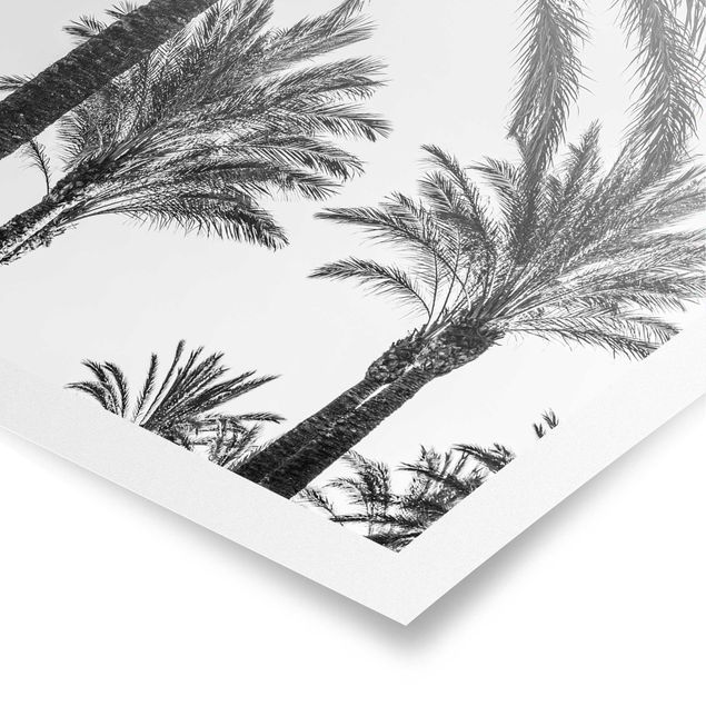 Poster Palmen im Sonnenuntergang Schwarz-Weiß