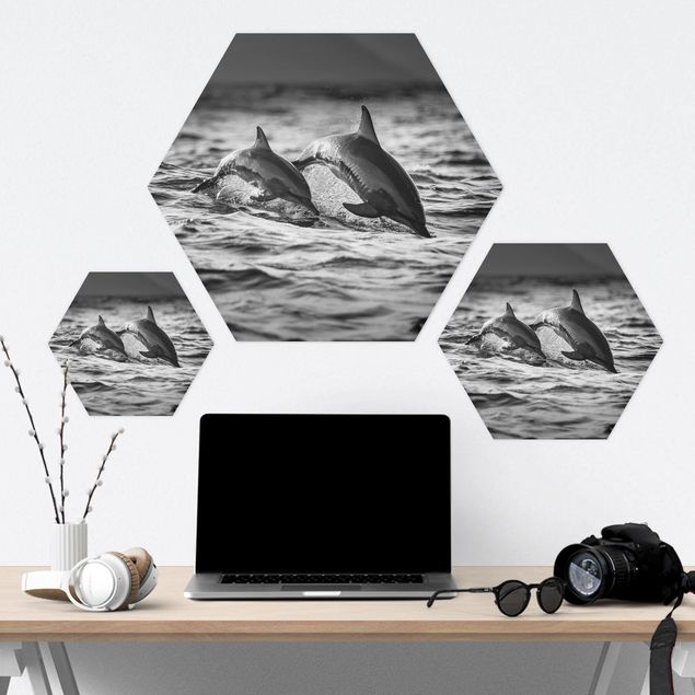 Hexagon Bild Forex - Zwei springende Delfine