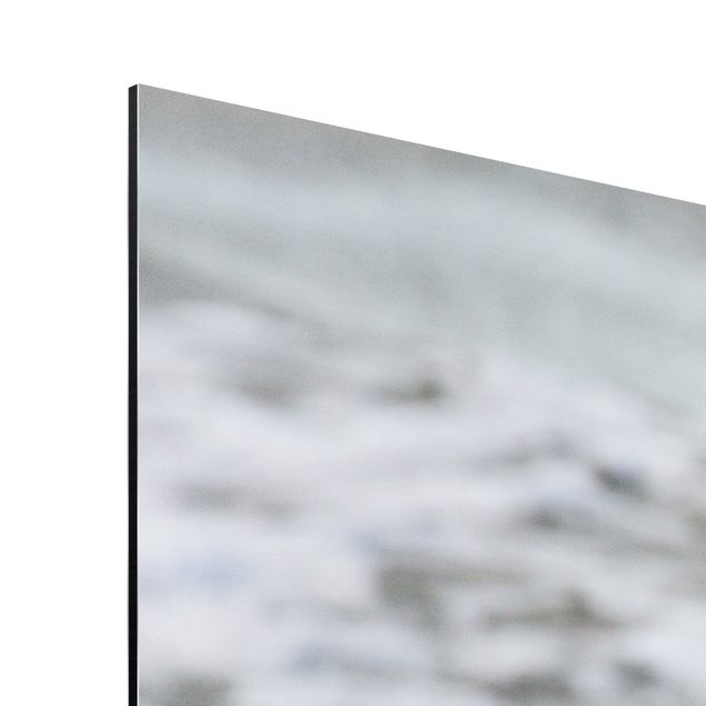 Aluminium Print gebürstet - Möwe am Strand vor Meer - Quadrat 1:1