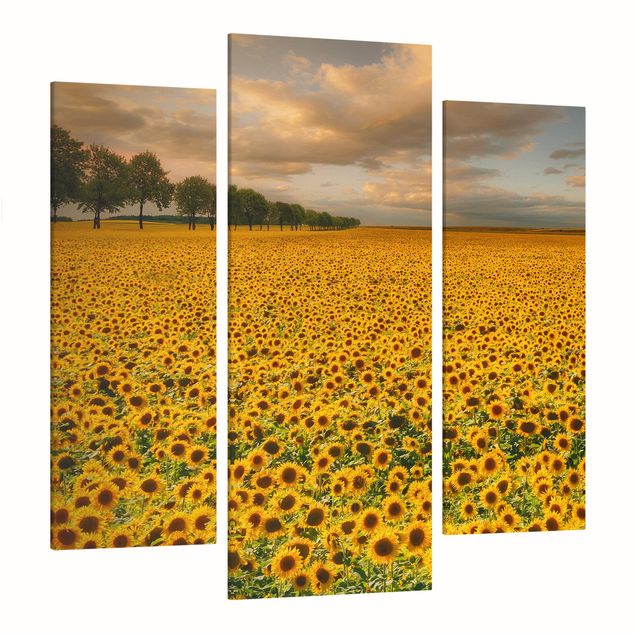 Leinwandbilder Natur Feld mit Sonnenblumen
