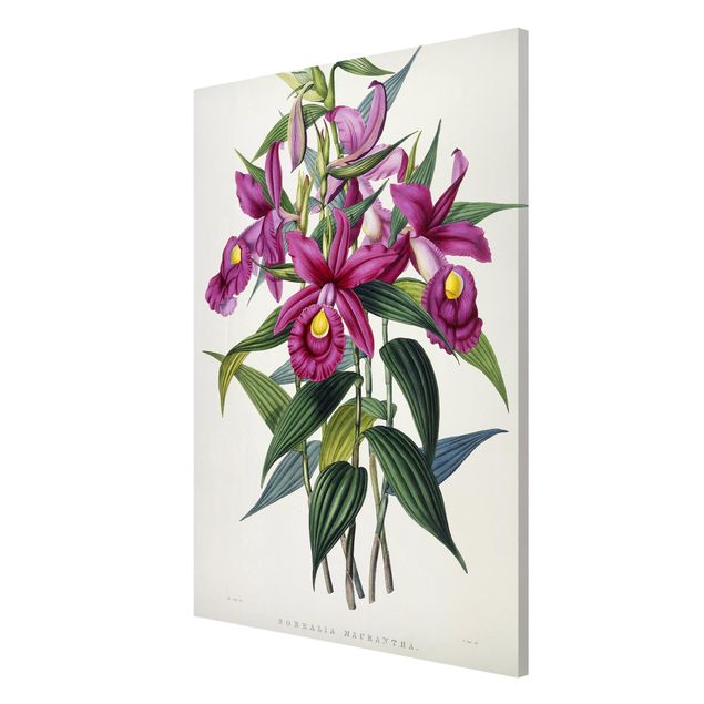 Magnettafel Blumen Maxim Gauci - Orchidee I