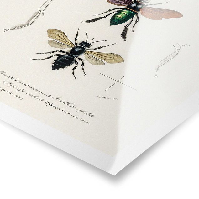 Poster Vintage Lehrtafel Insekten