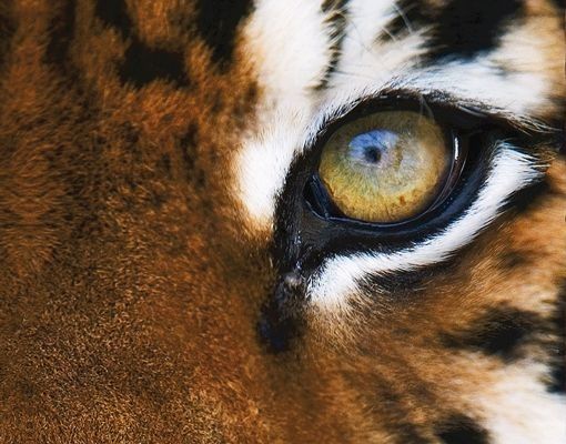 Briefkasten mit Zeitungsfach - Tiger Eyes - Briefkasten mit Tiermotiv