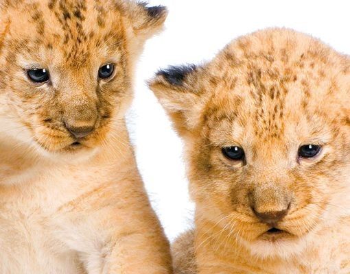 Briefkasten mit Zeitungsfach - Sweet Lion Babys - Briefkasten mit Tiermotiv