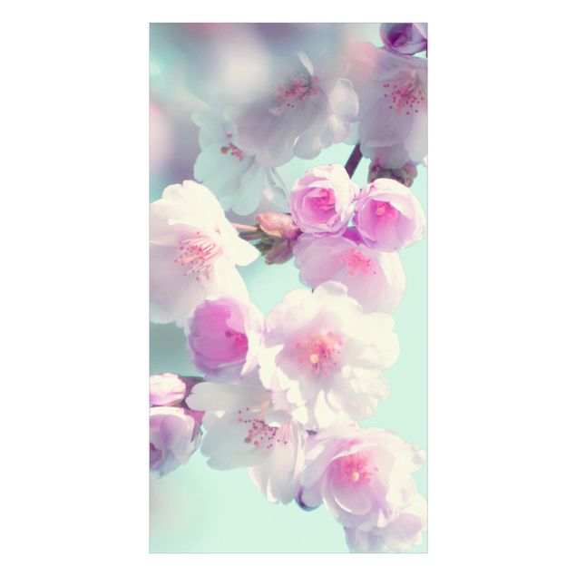 Duschrückwand - Farbenfrohe Kirschblüten