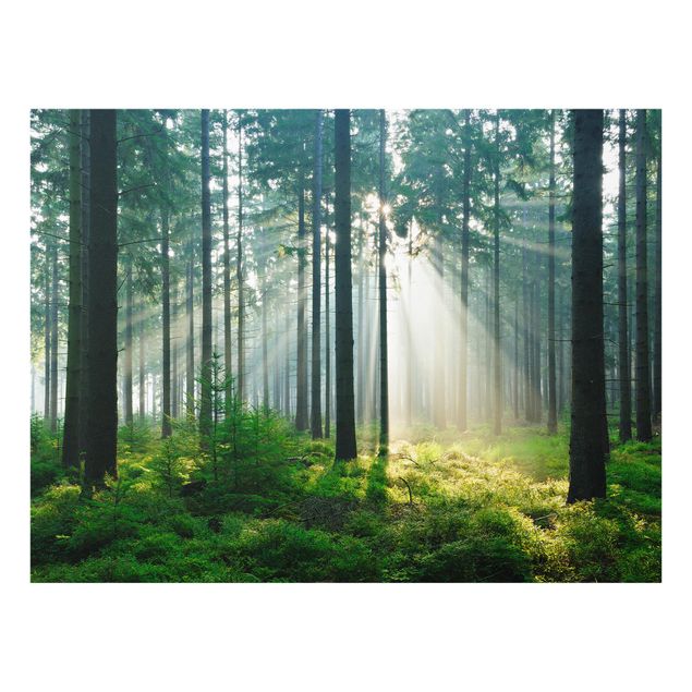 Glas Spritzschutz - Enlightened Forest - Querformat - 4:3