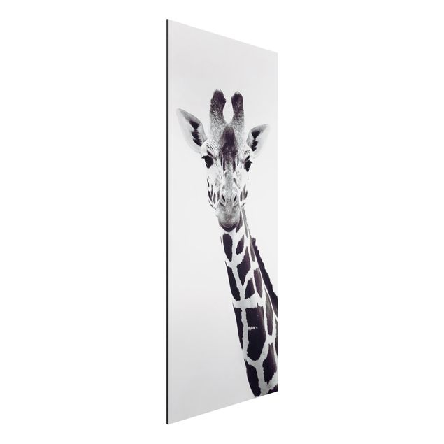 Alu Dibond Bilder Giraffen Portrait in Schwarz-weiß