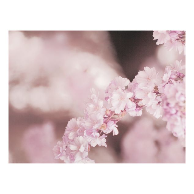 Spritzschutz Glas - Kirschblüte im Violetten Licht - Querformat 4:3