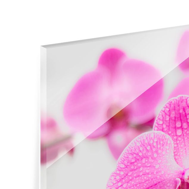 Glas Spritzschutz - Nahaufnahme Orchidee - Quadrat - 1:1