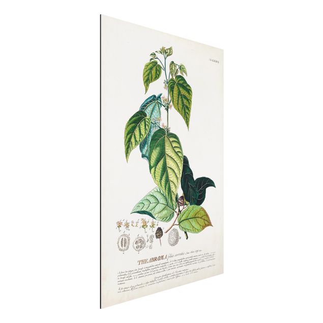 Wandbilder Vintage Botanik Illustration Kakao