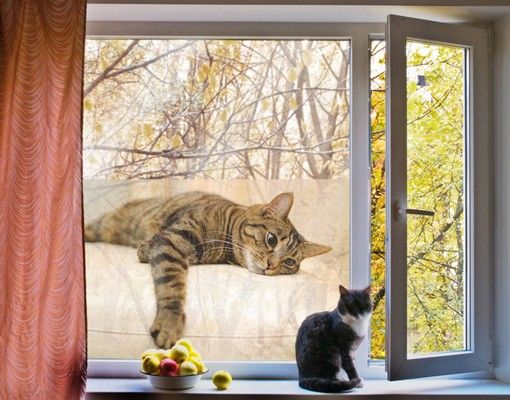 Fensterfolie - Sichtschutz Fenster Cat Chill Out - Fensterbilder