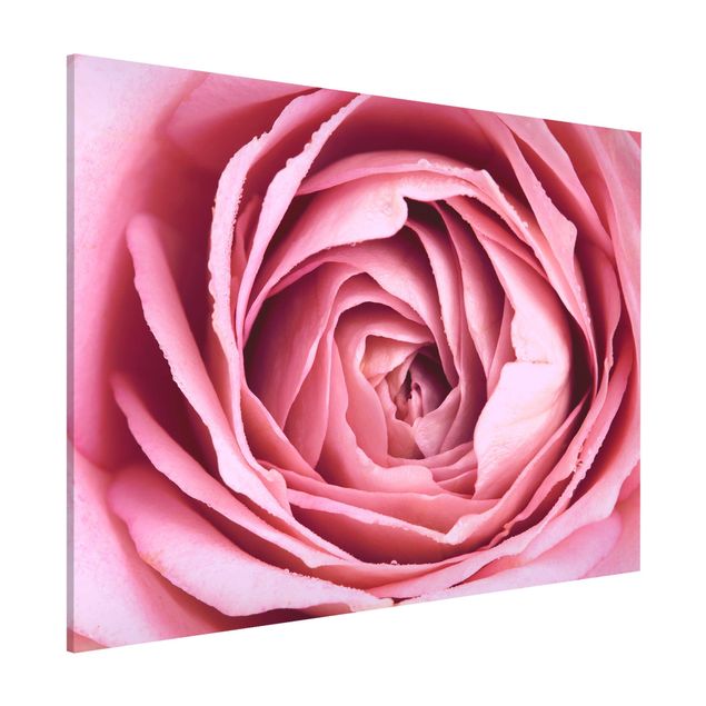 Magnettafel Büro Rosa Rosenblüte