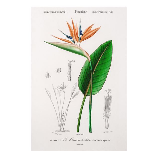 Bilder für die Wand Botanik Vintage Illustration Tropische Pflanze III