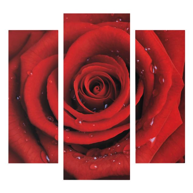 Wandbilder Rote Rose mit Wassertropfen