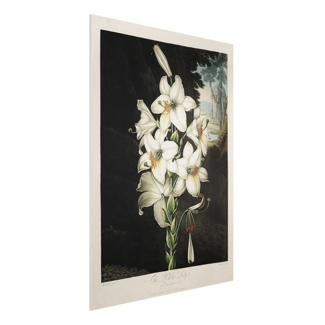 Foto auf Hartschaumplatte Botanik Vintage Illustration Weiße Lilie