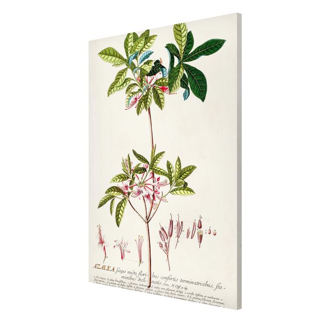 Schöne Wandbilder Vintage Botanik Illustration Azalee