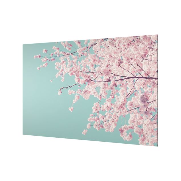 Spritzschutz Glas - Japanische Kirschblüte - Querformat 3:2