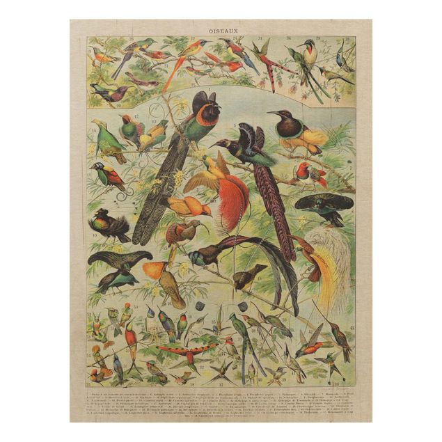 Moderne Holzbilder Vintage Lehrtafel Paradiesvögel