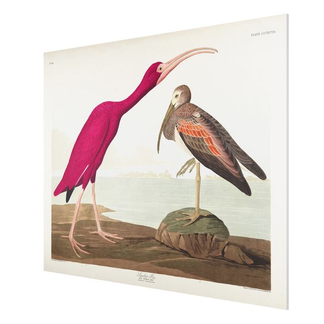 Wandbilder Vintage Lehrtafel Roter Ibis