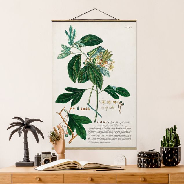 Bilder für die Wand Vintage Botanik Illustration Lorbeer