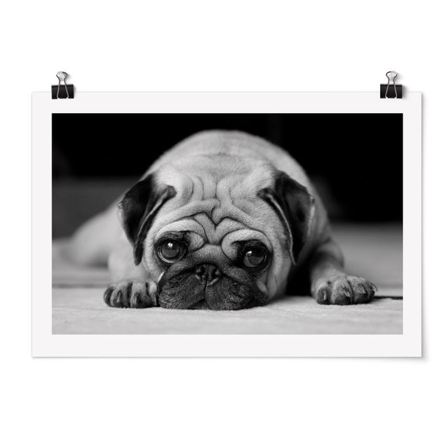 Poster Tiere Pug Loves You II