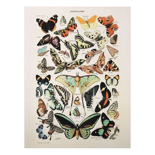 Schöne Wandbilder Vintage Lehrtafel Schmetterlinge und Falter
