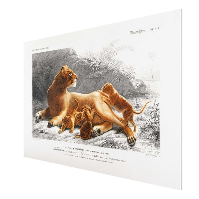 Schöne Wandbilder Vintage Lehrtafel Löwin und Löwenbabies
