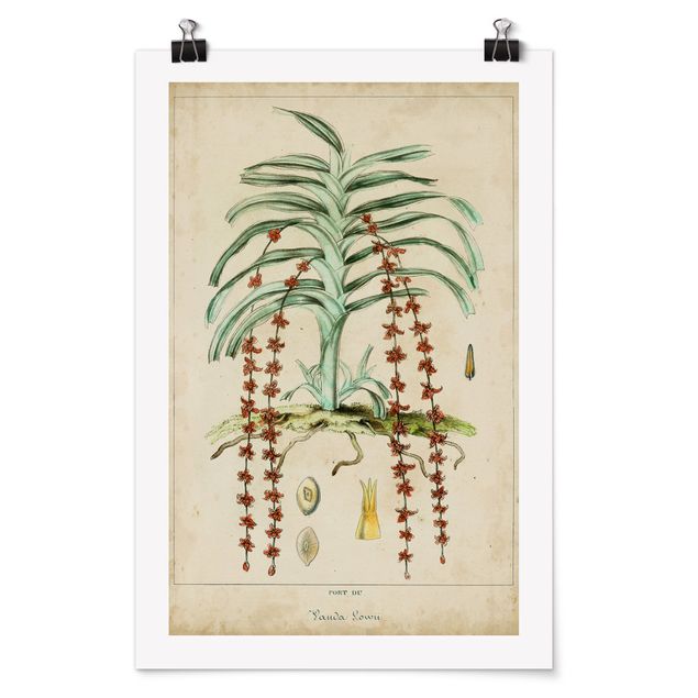 Schöne Wandbilder Vintage Lehrtafel Exotische Palmen IV
