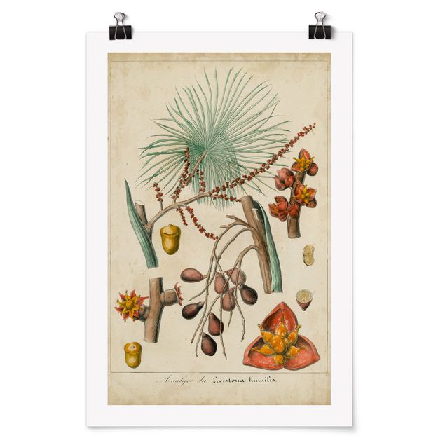 Bilder für die Wand Vintage Lehrtafel Exotische Palmen III