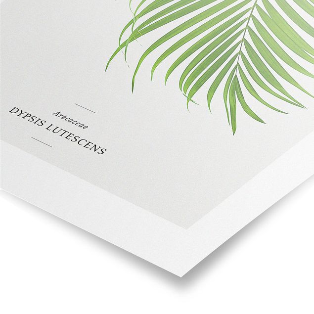 Poster Tropisches Blatt Areca Palme