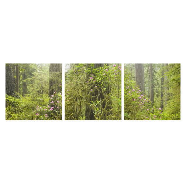 Leinwandbilder Del Norte Coast Redwoods State Park Kalifornien